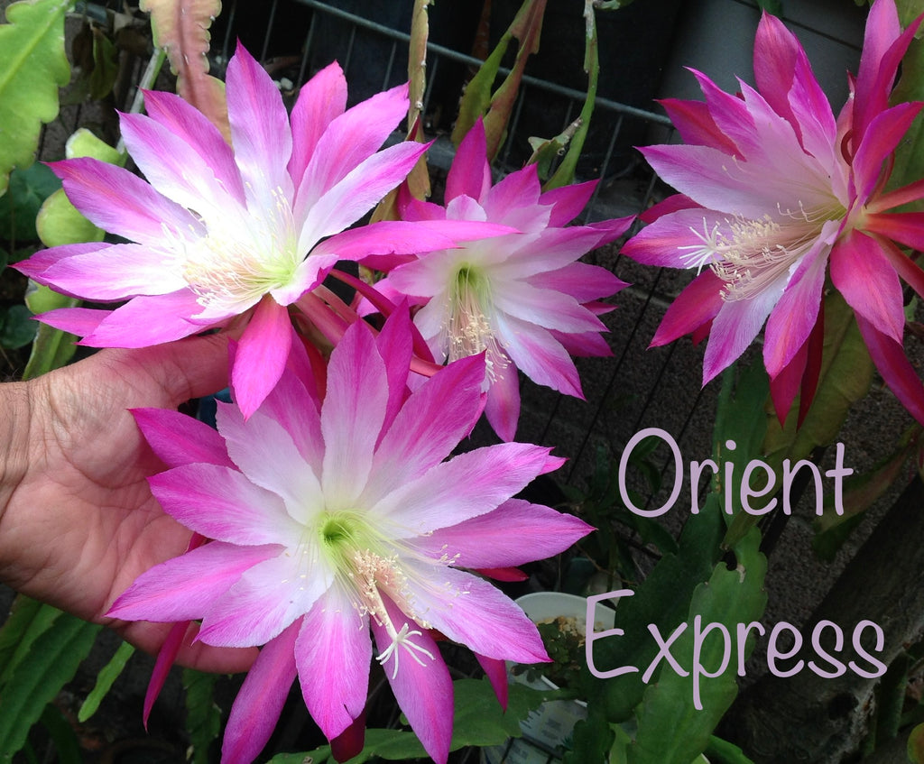 Rare Orchid Cactus Seeds: Grab Bag Edition! Epiphyllum Hybrids, 3x Packs! Exotic Blooms - Growing Instructions Included