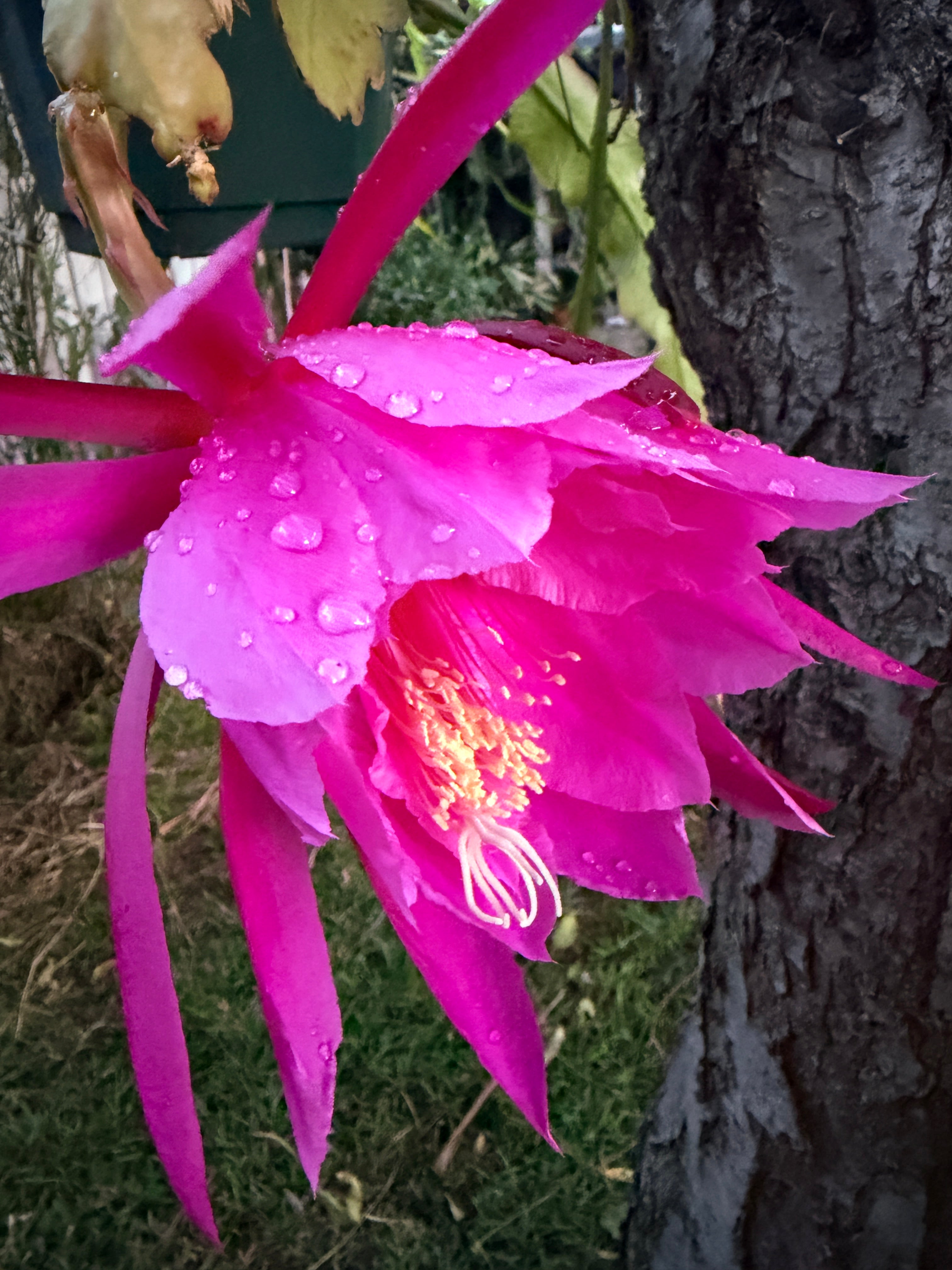 'Easy To Love' Rare Orchid Cactus Seeds: Exotic Epiphyllum Hybrids - 40 Jungle Cactus Seeds