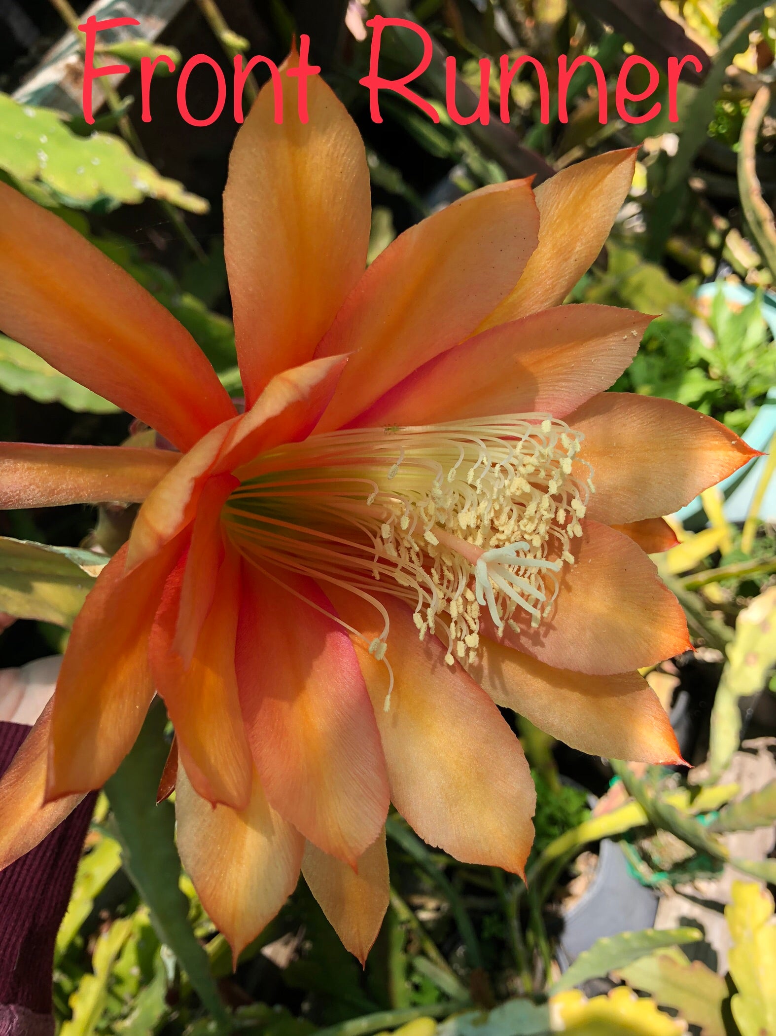 Rare Orchid Cactus Seeds: Grab Bag Edition! Epiphyllum Hybrids, 3x Packs! Exotic Blooms - Growing Instructions Included