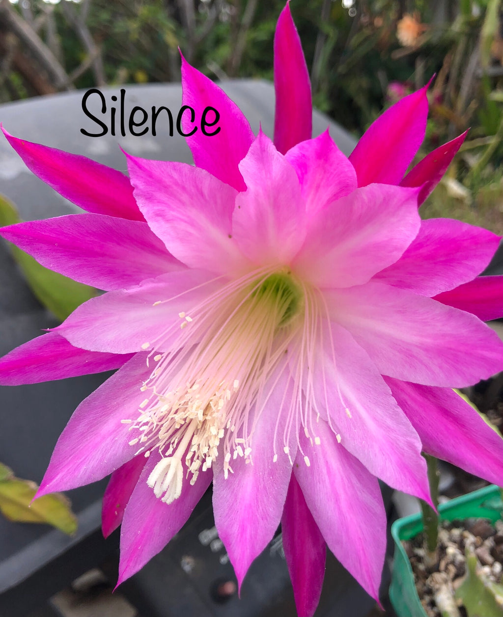 Rare Orchid Cactus Seeds: Grab Bag Edition! Epiphyllum Hybrids, 3x Packs! Exotic Blooms - Growing Instructions Included