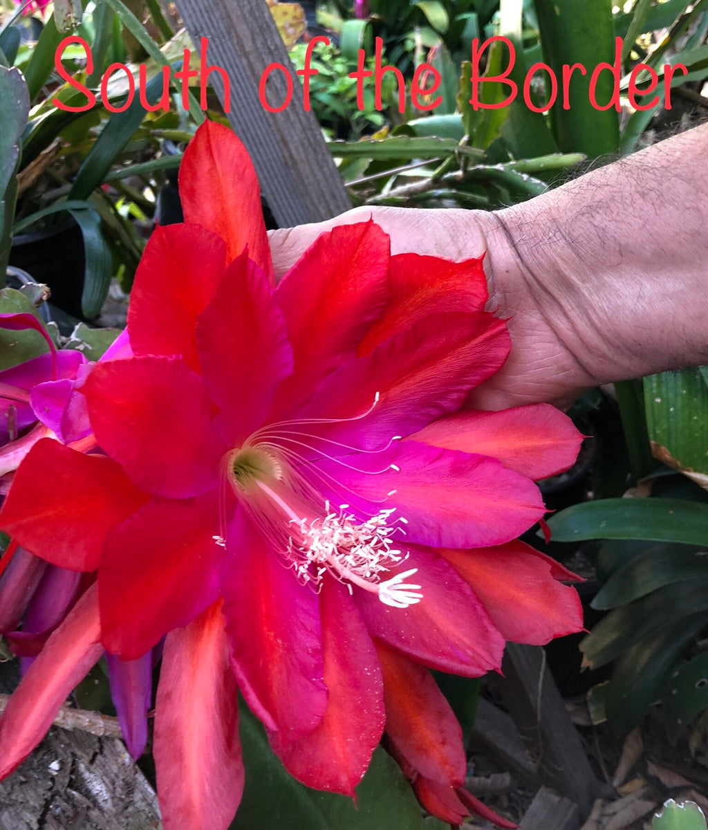Rare Orchid Cactus Seeds: Grab Bag Edition! Epiphyllum Hybrids, 3x Packs! Exotic Blooms - Growing Instructions Included