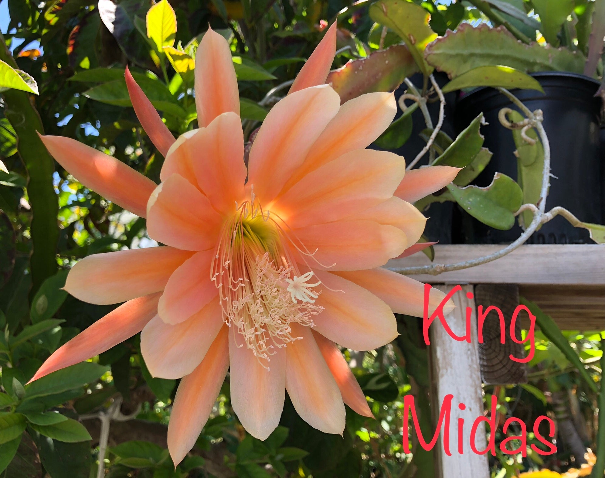 'King Midas' Rare Orchid Cactus Seeds: Exotic Epiphyllum Hybrids - 40 Jungle Cactus Seeds