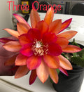 'Three Oranges' Rare Orchid Cactus Seeds: Exotic Epiphyllum Hybrids - 40 Jungle Cactus Seeds (Copy)