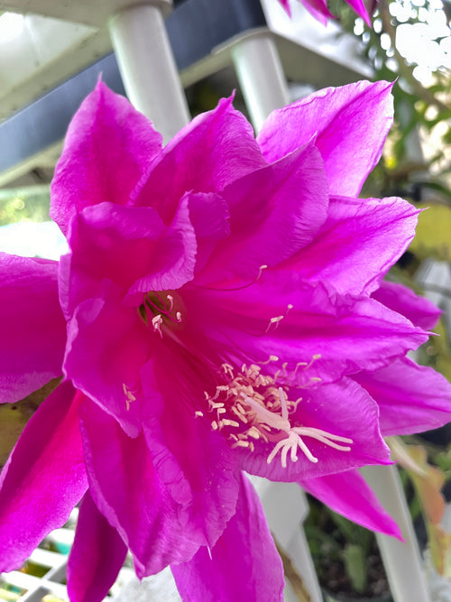 'Easy To Love' Rare Orchid Cactus Seeds: Exotic Epiphyllum Hybrids - 40 Jungle Cactus Seeds