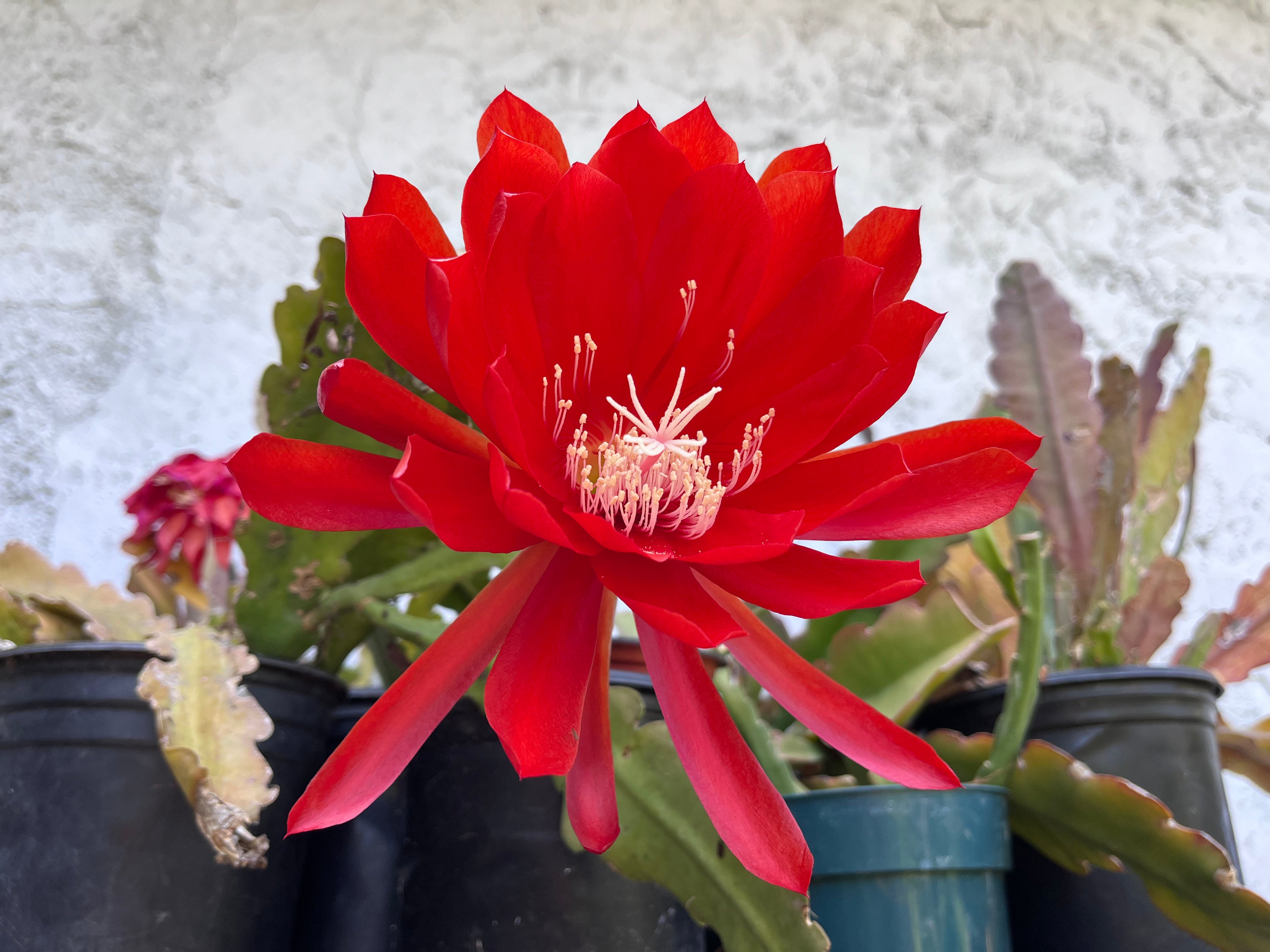 'Cranapple' Rare Orchid Cactus Seeds: Exotic Epiphyllum Hybrids - 40 Jungle Cactus Seeds