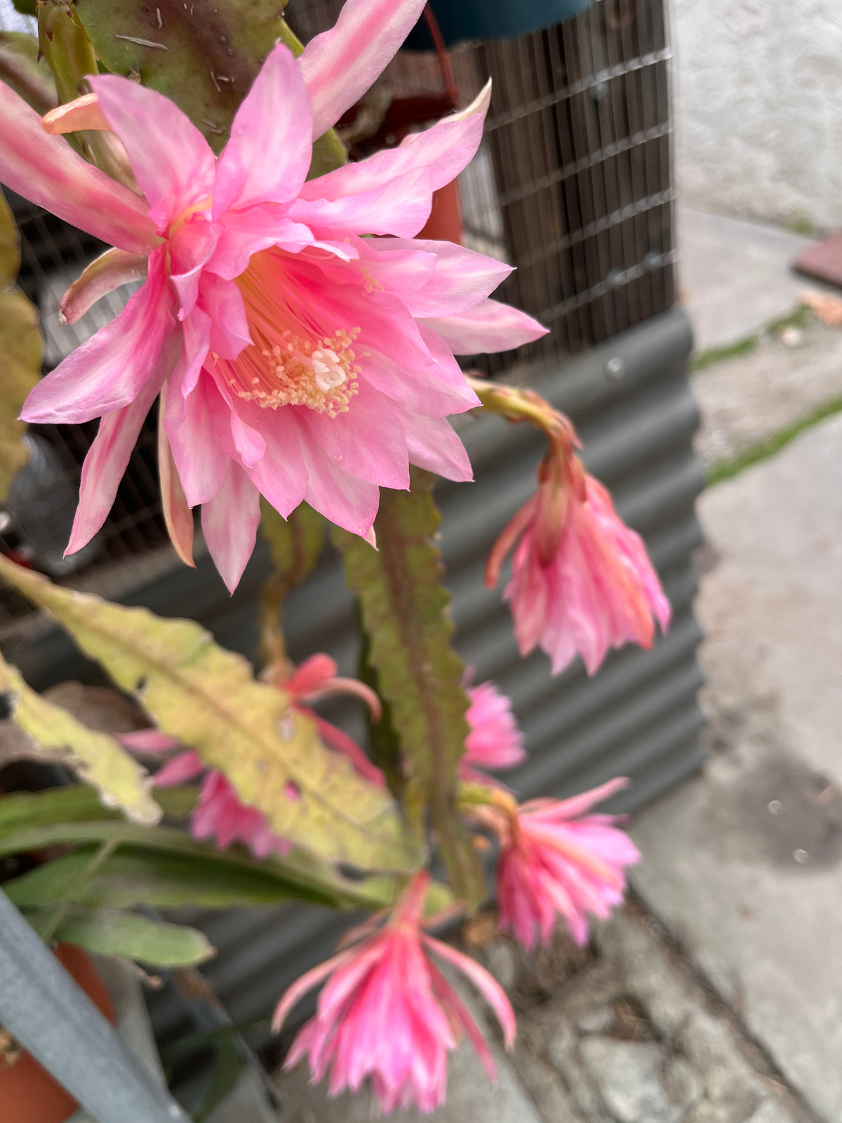 Rare Orchid Cactus Seeds: Grab Bag Edition! Epiphyllum Hybrids, 3x Packs! Exotic Blooms - Growing Instructions Included