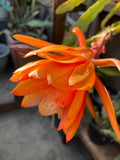 'Front Runner' Rare Orchid Cactus Seeds: Exotic Epiphyllum Hybrids - 40 Jungle Cactus Seeds