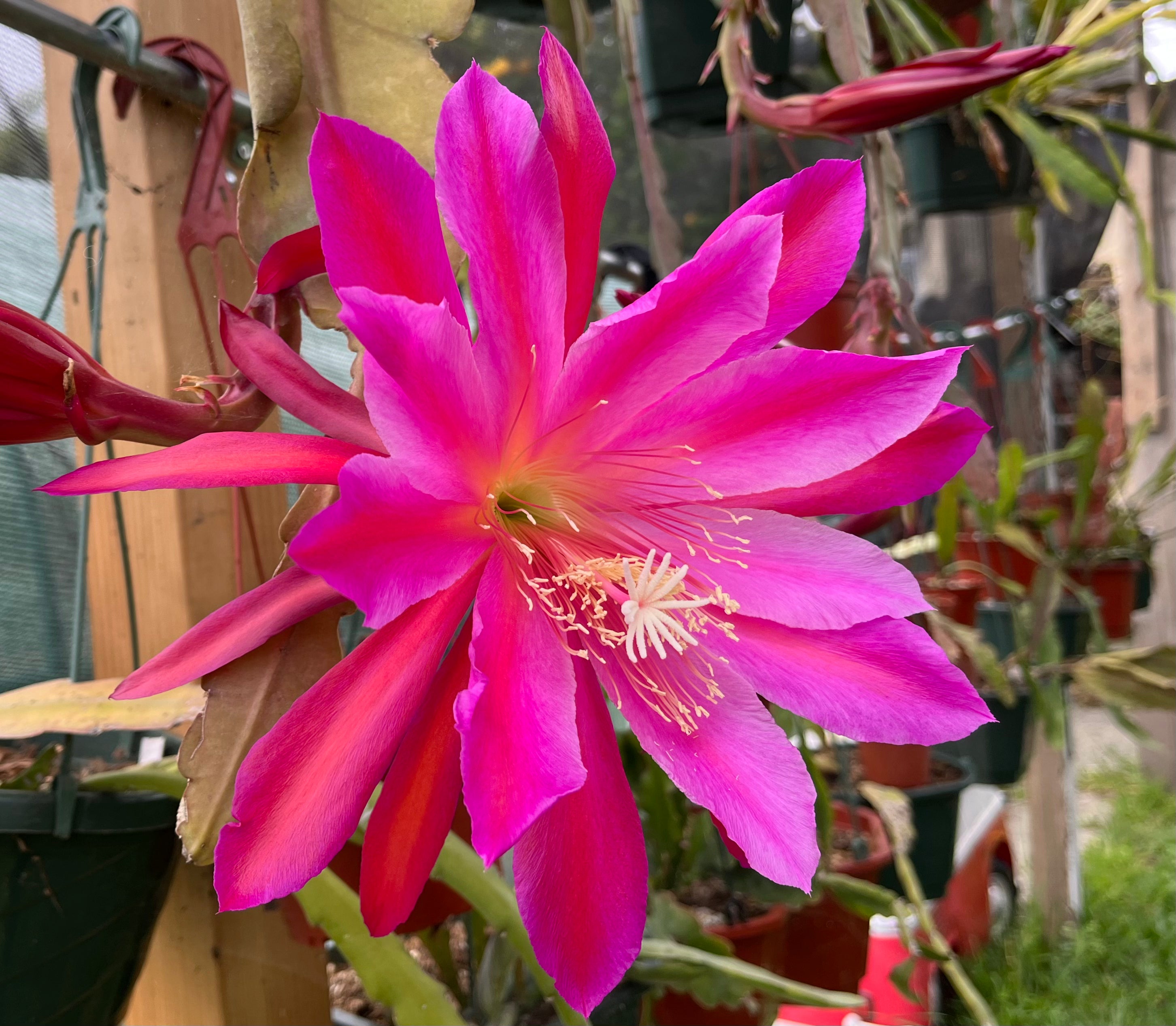 'Pegasus' Rare Orchid Cactus Seeds: Exotic Epiphyllum Hybrids - 40 Jungle Cactus Seeds