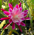 'Trapeze' Rare Orchid Cactus Seeds: Exotic Epiphyllum Hybrids - 40 Jungle Cactus Seeds