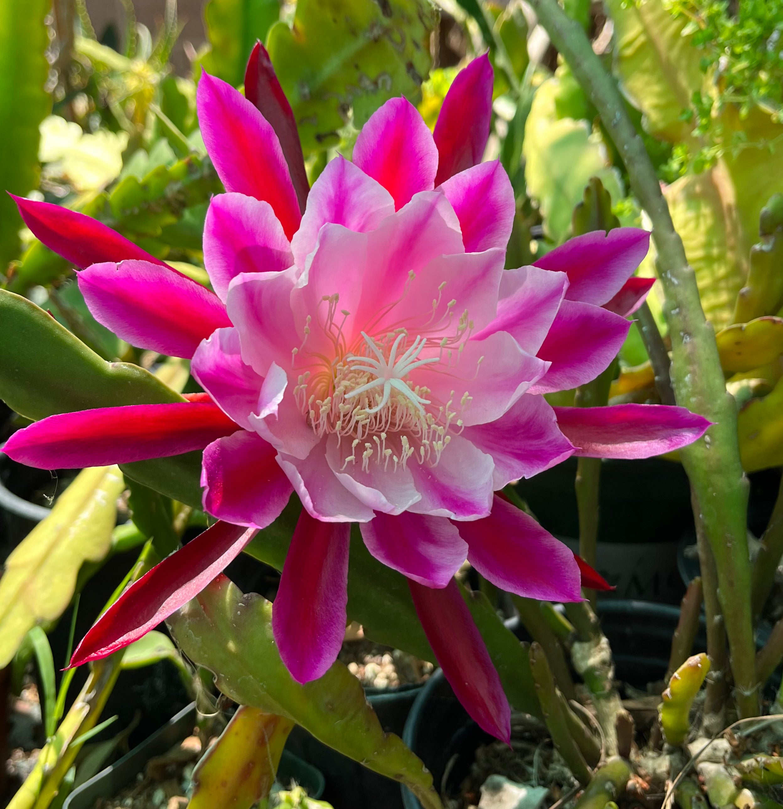 'Trapeze' Rare Orchid Cactus Seeds: Exotic Epiphyllum Hybrids - 40 Jungle Cactus Seeds
