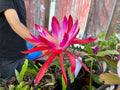 'You're The One' Rare Orchid Cactus Seeds: Exotic Epiphyllum Hybrids - 40 Jungle Cactus Seeds