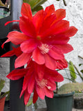 'South O Border' Rare Orchid Cactus Seeds: Exotic Epiphyllum Hybrids - 40 Jungle Cactus Seeds
