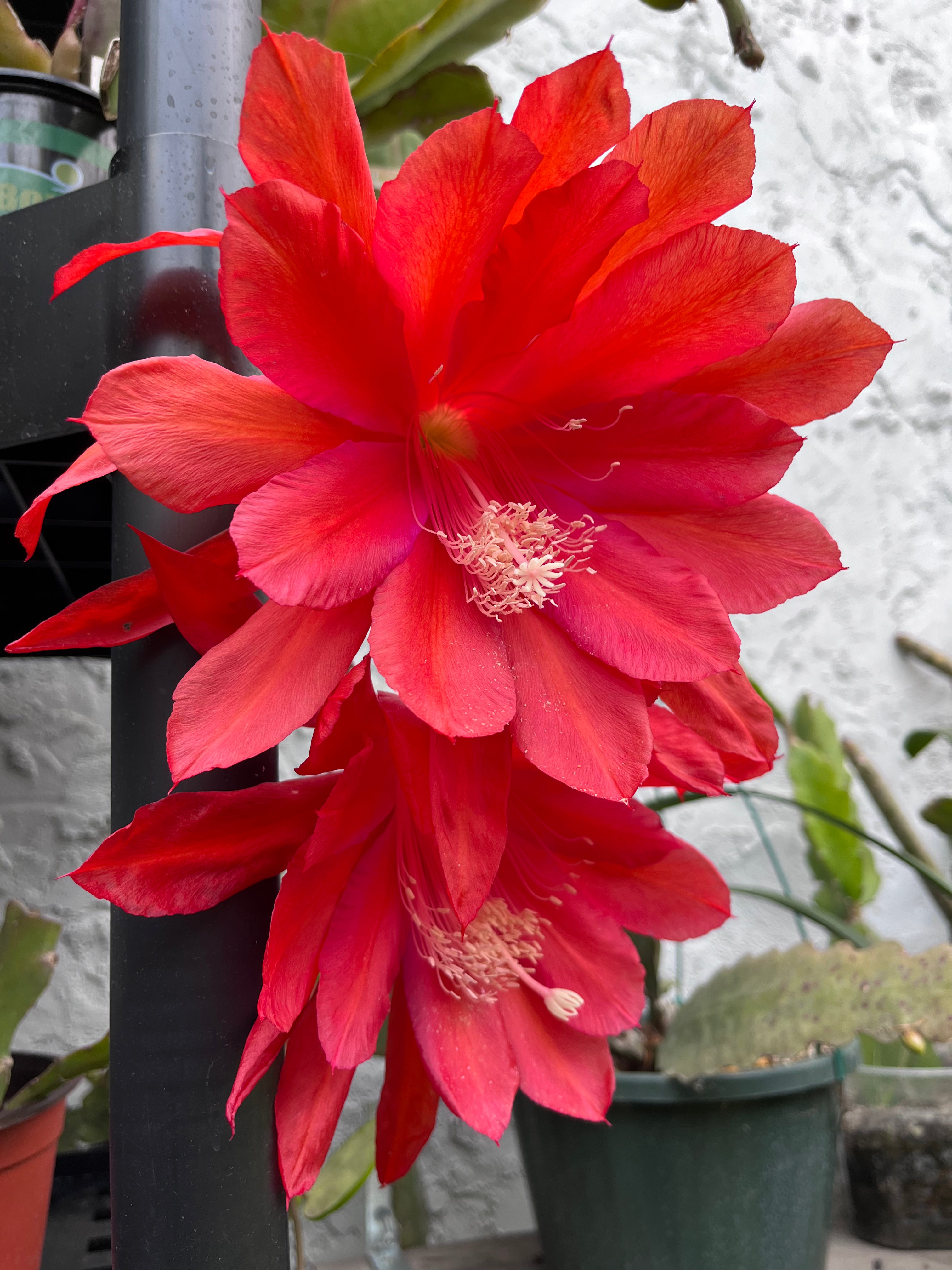 'South O Border' Rare Orchid Cactus Seeds: Exotic Epiphyllum Hybrids - 40 Jungle Cactus Seeds