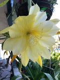 'Yesterday's Memories' Rare Orchid Cactus Seeds: Exotic Epiphyllum Hybrids - 40 Jungle Cactus Seeds