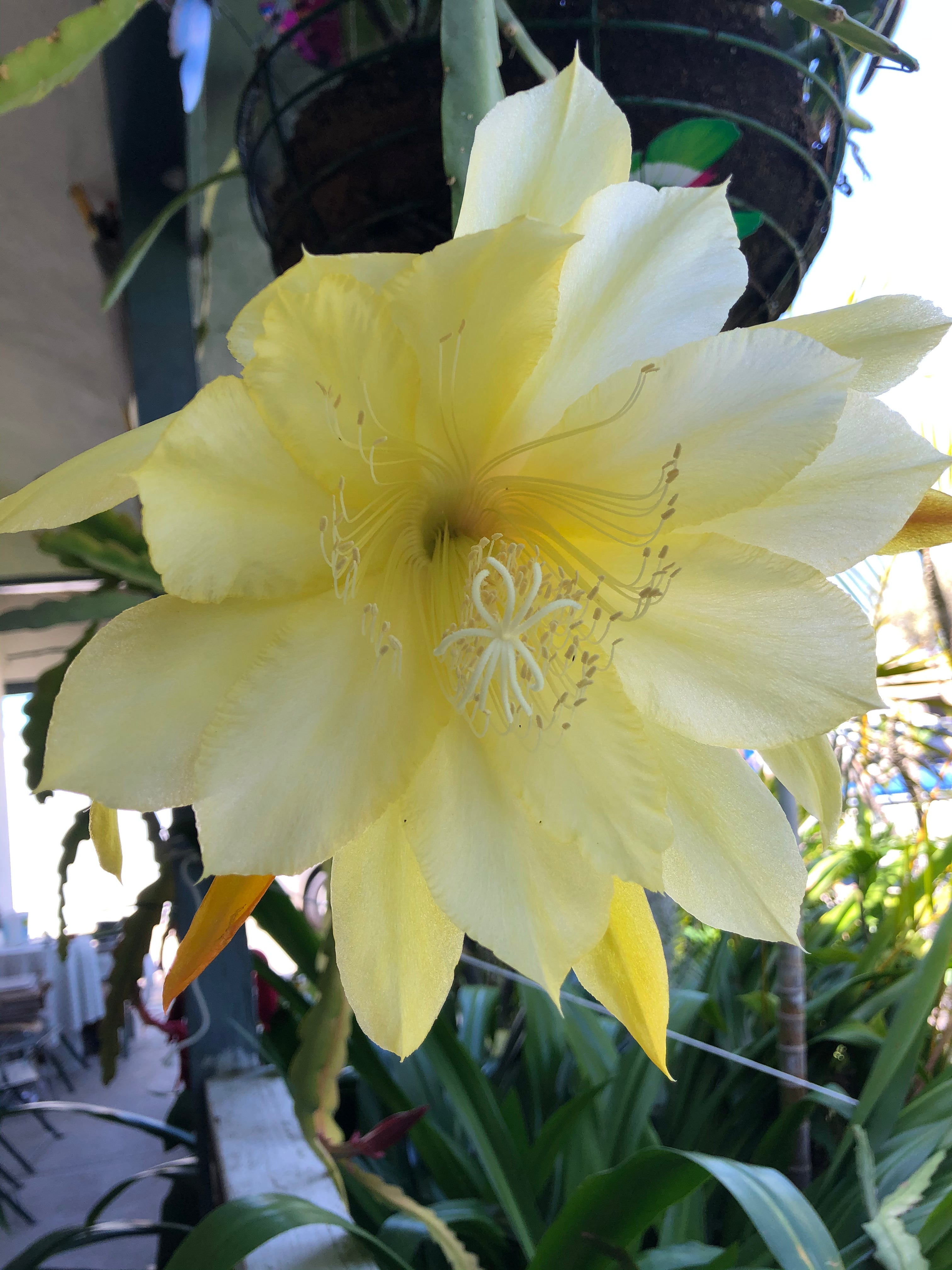 'Yesterday's Memories' Rare Orchid Cactus Seeds: Exotic Epiphyllum Hybrids - 40 Jungle Cactus Seeds