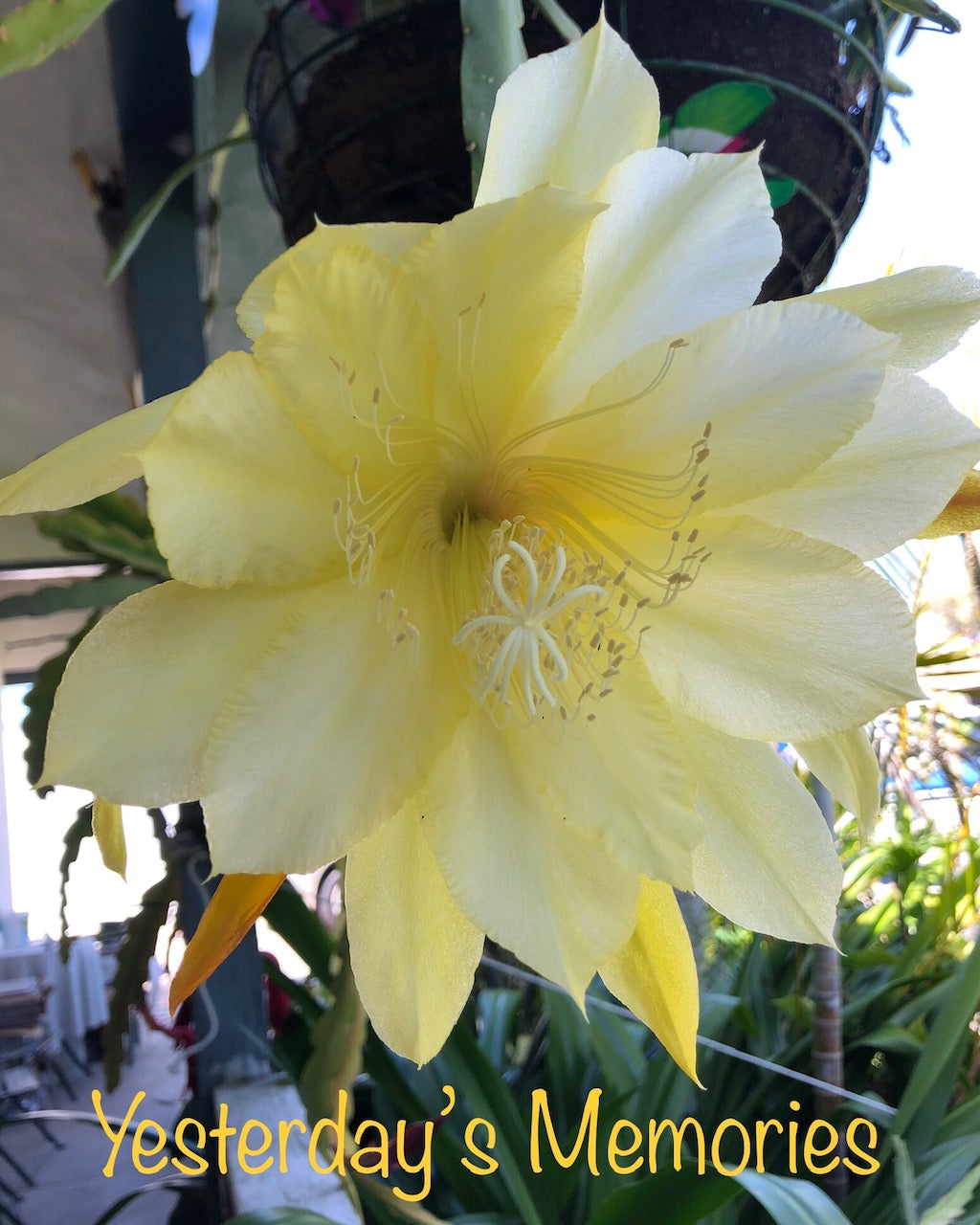 Rare Orchid Cactus Seeds: Grab Bag Edition! Epiphyllum Hybrids, 3x Packs! Exotic Blooms - Growing Instructions Included