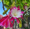 'Clown' Rare Orchid Cactus Seeds: Exotic Epiphyllum Hybrids - 40 Jungle Cactus Seeds
