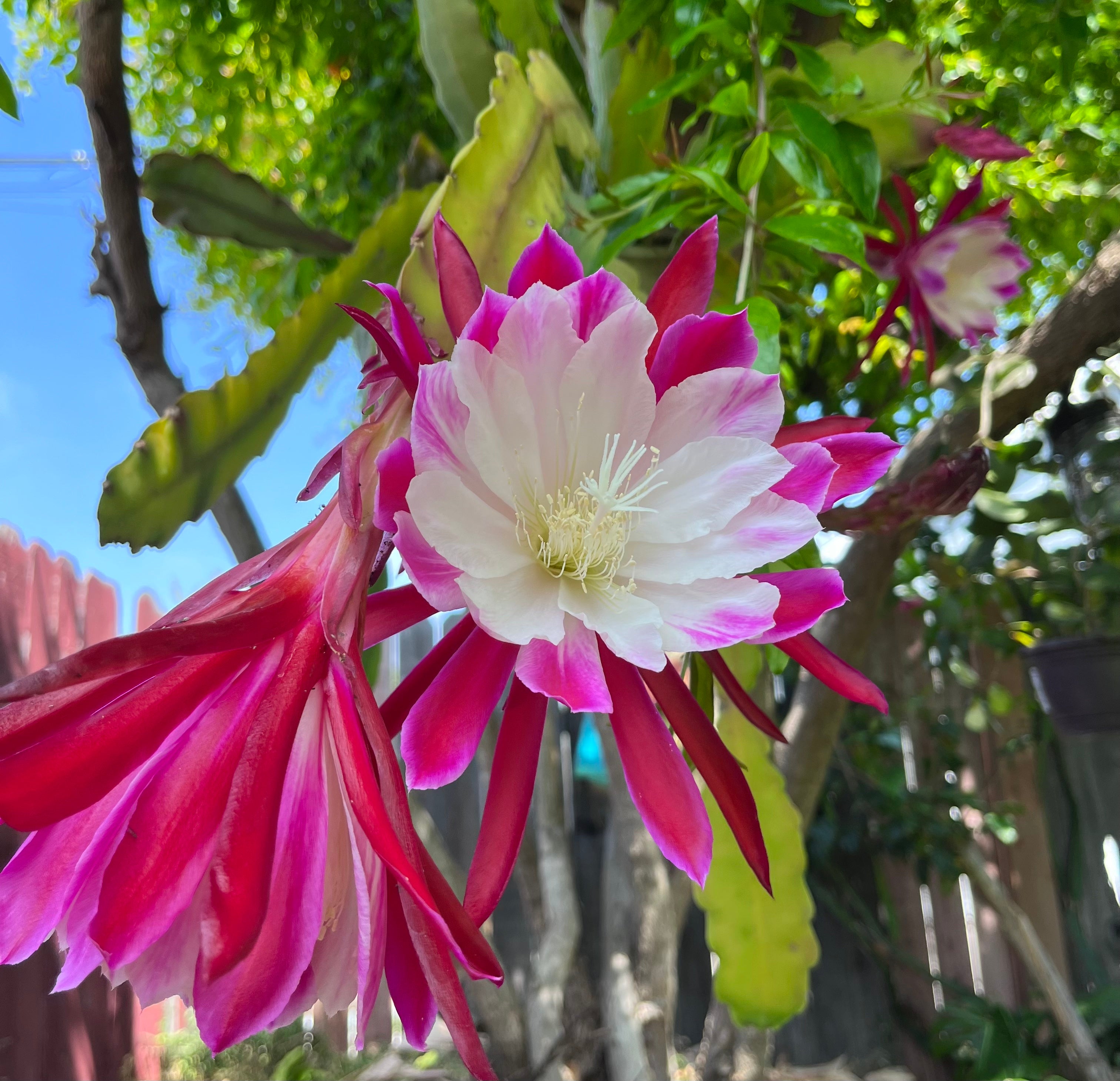 'Clown' Rare Orchid Cactus Seeds: Exotic Epiphyllum Hybrids - 40 Jungle Cactus Seeds