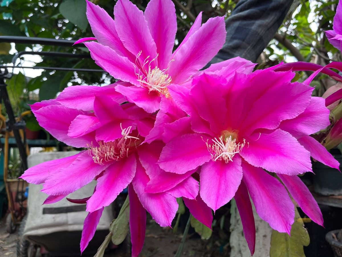 'Space Rocket' Rare Orchid Cactus Seeds: Exotic Epiphyllum Hybrids - 40 Jungle Cactus Seeds