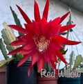 'Red Willow' Rare Orchid Cactus Seeds: Exotic Epiphyllum Hybrids - 40 Jungle Cactus Seeds